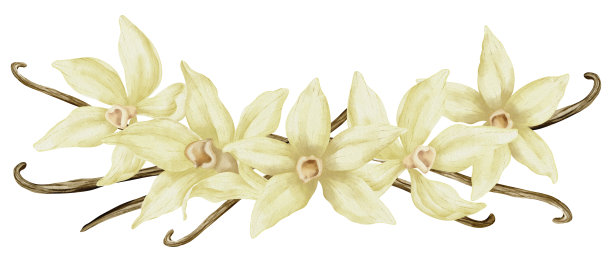 豆荚草药包装插画