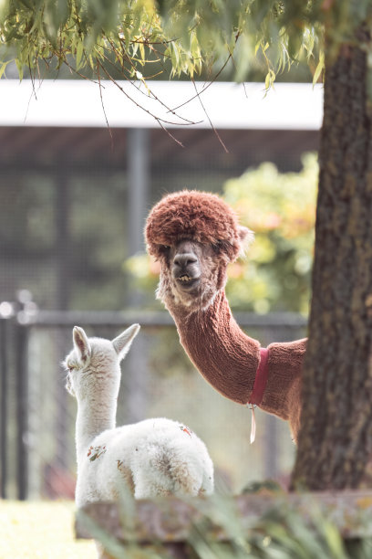 llama