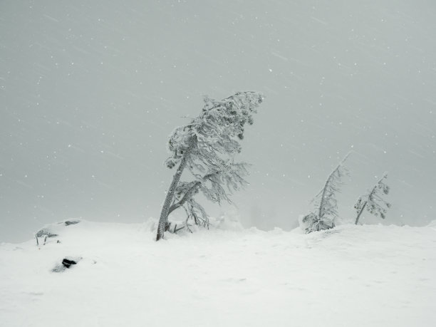 arctic