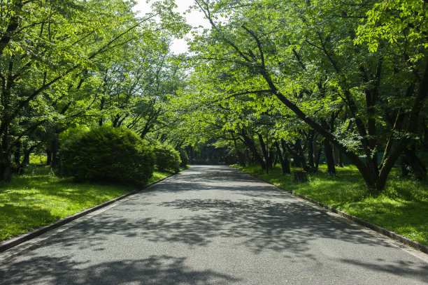 道路 蓝天 公园 树荫 阳光 