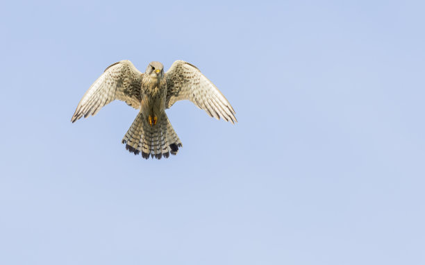 falcon
