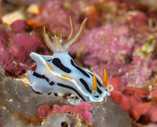mollusk