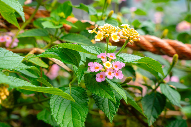 lantana