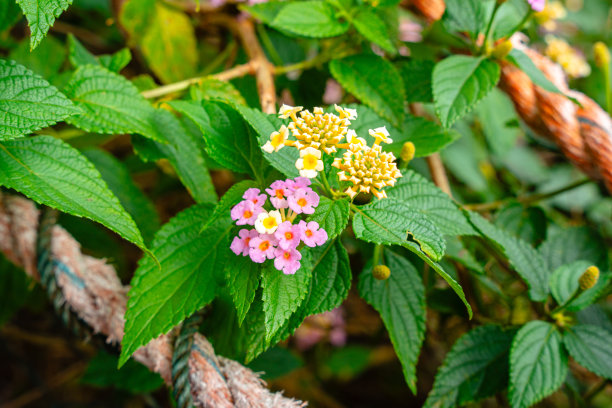 lantana