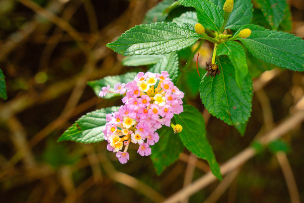 lantana