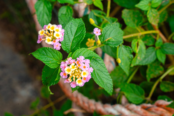 lantana