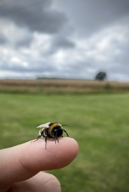 beekeeper