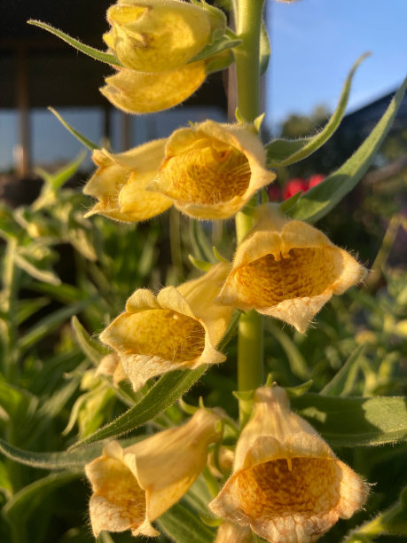 digitalis