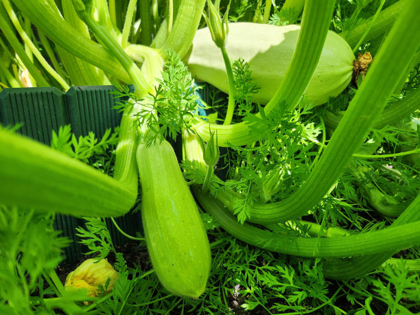 courgette