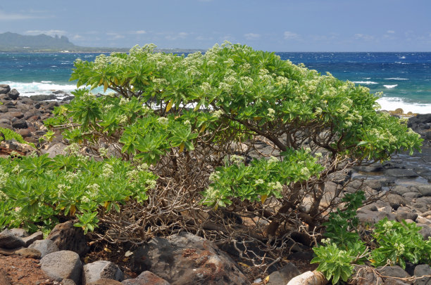 kauai