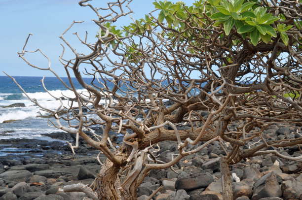 kauai