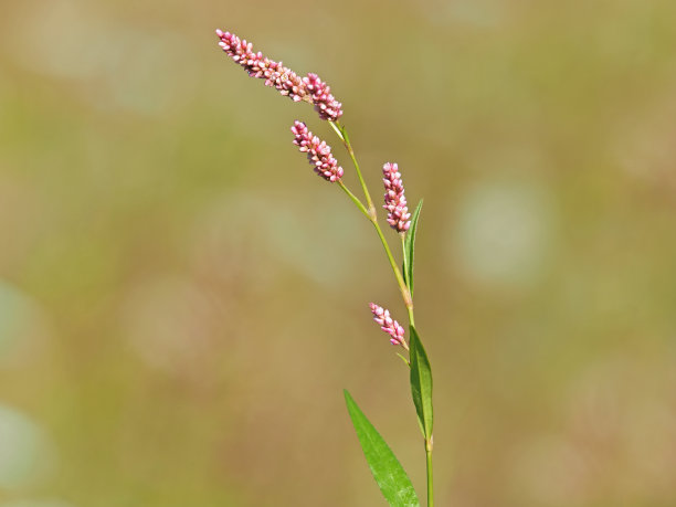 polygonum