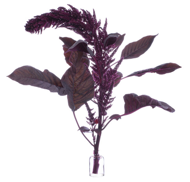 gomphrena