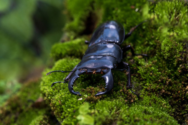 arthropod