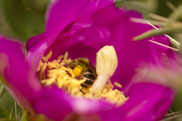 pollination