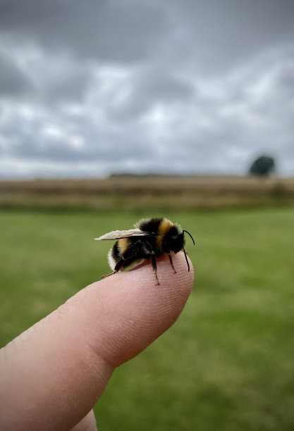 beekeeper