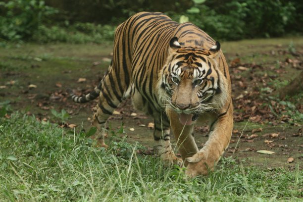 panthera