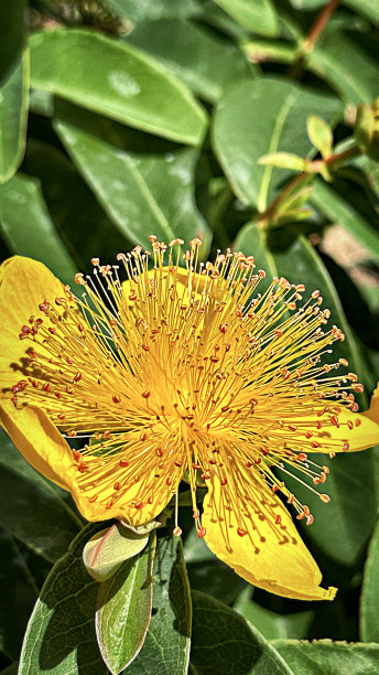stamens