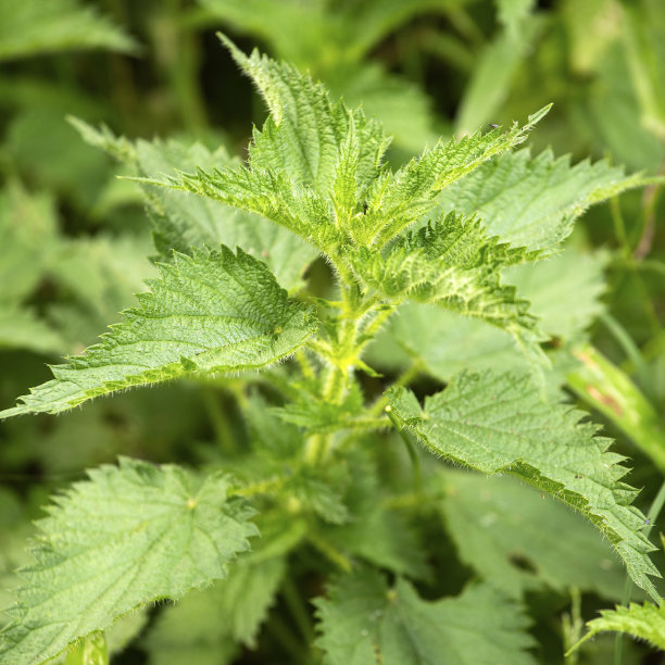 nettles