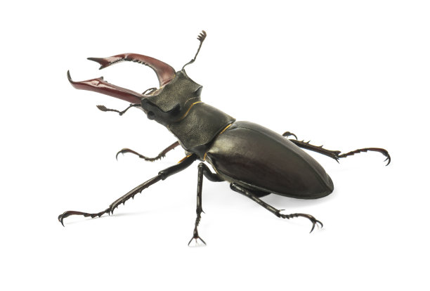 arthropod