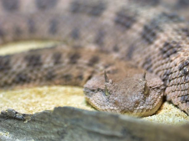 atheris
