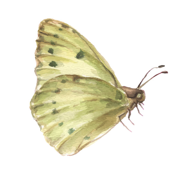 杂点虫子肌理纹