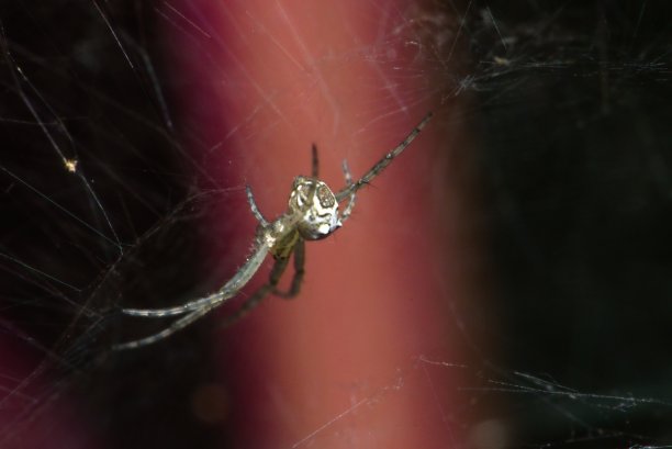 arachnid