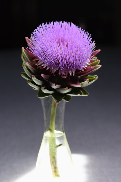 artichoke