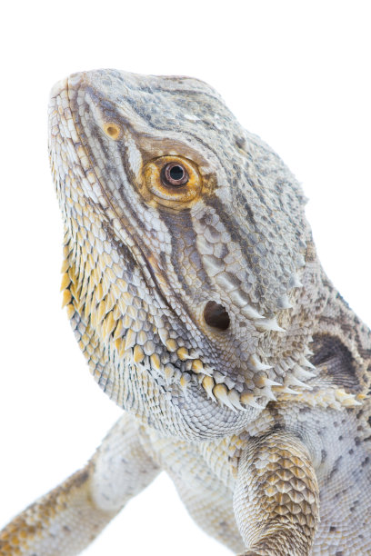 pogona