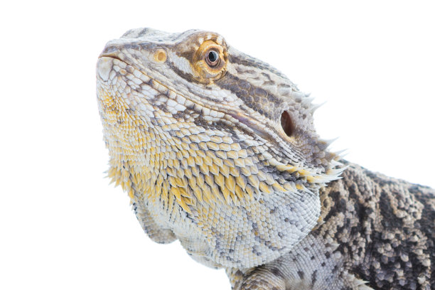 pogona