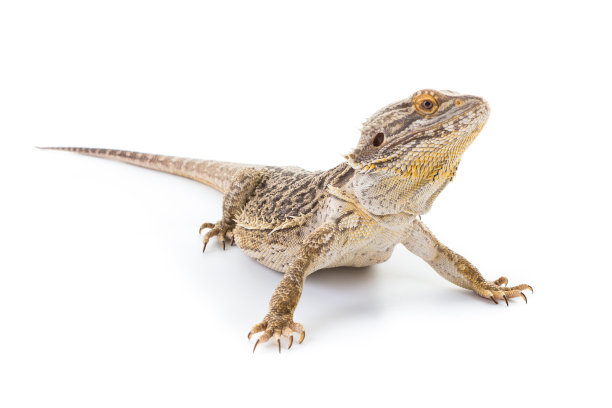 pogona