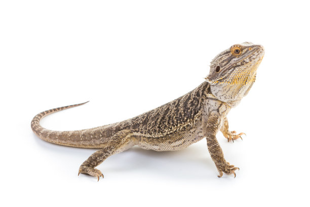 pogona