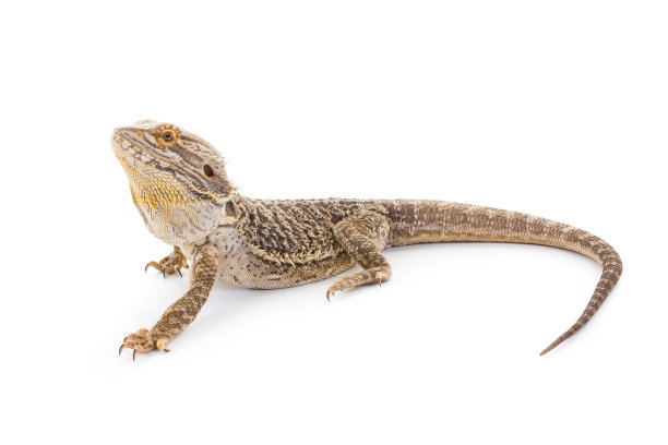 pogona