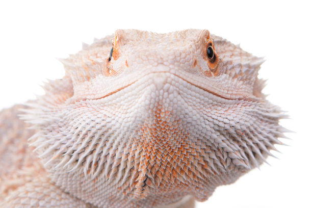 pogona