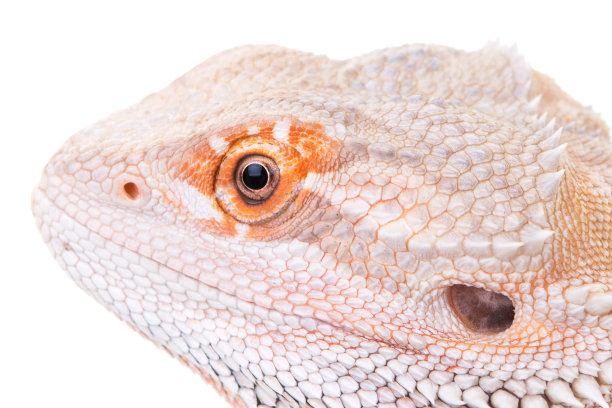 pogona