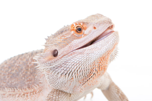 pogona