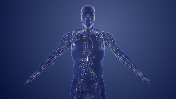 thymus