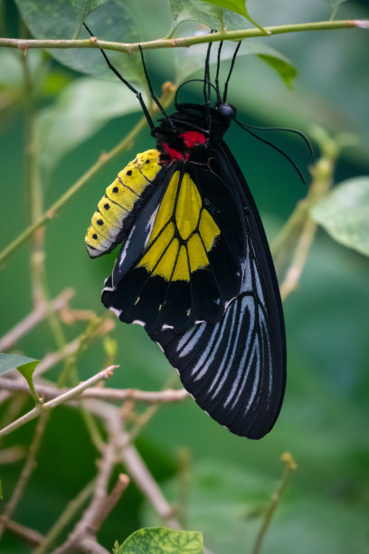 ornithoptera