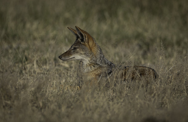 jackal