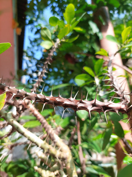 prickly