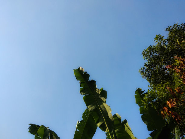 香蕉树,枝繁叶茂,棕榈叶