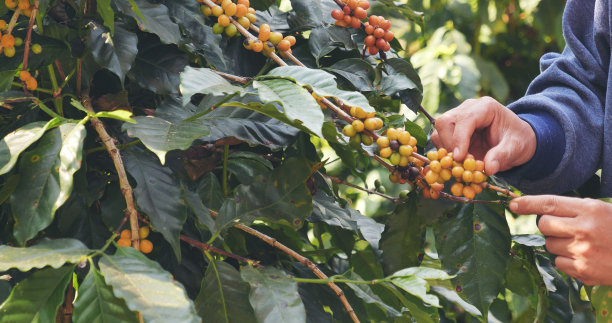 采摘咖啡豆