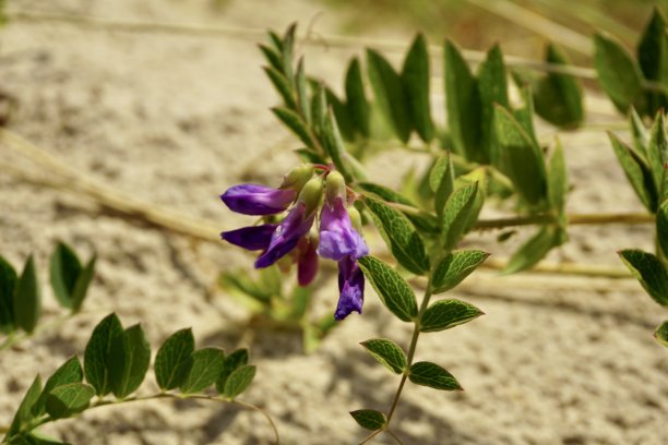 legume