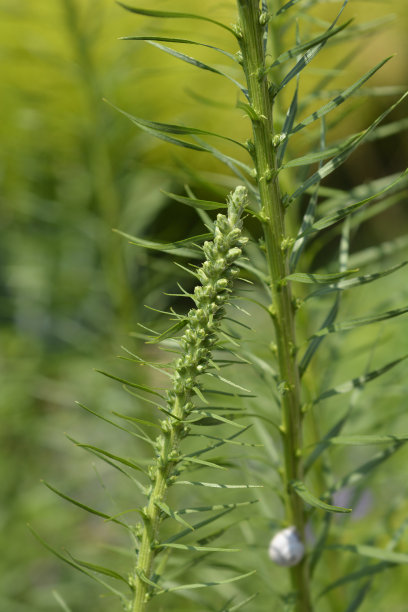 liatris
