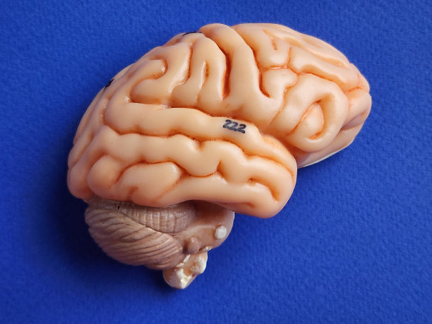 cerebrum