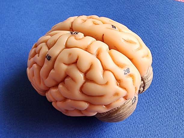 cerebrum