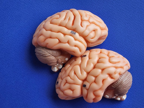 cerebrum