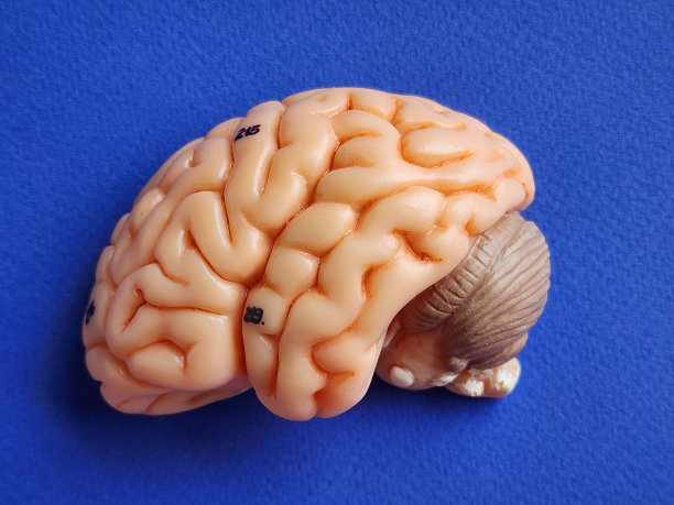 cerebrum