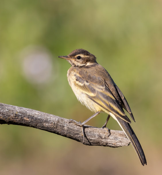 wagtail