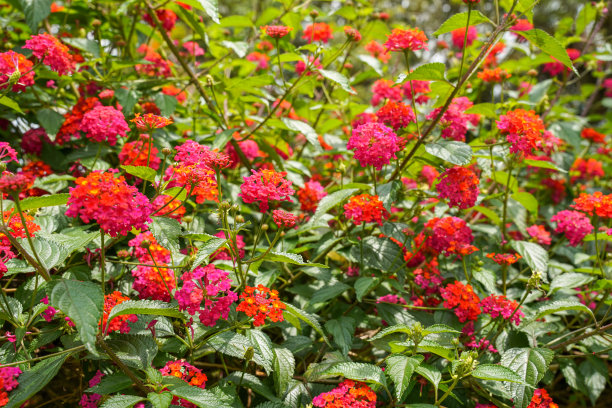 lantana